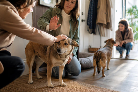 ¿DEJAS QUE TODOS TOQUEN A TU PERRO? ESTA SEÑAL TE ESTÁ PIDIENDO QUE PARES