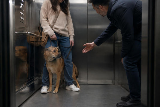 EL ERROR QUE COMETES EN EL ASCENSOR Y PUEDE ESTRESAR A TU PERRO